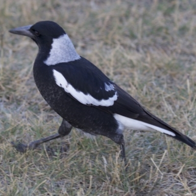 Gymnorhina tibicen (Australian Magpie) at Dickson Wetland Corridor - 11 Apr 2018 by jb2602