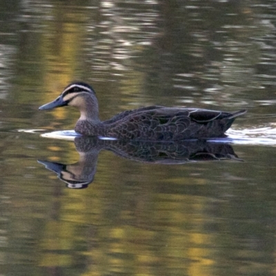Anas superciliosa (Pacific Black Duck) at Dickson Wetland Corridor - 11 Apr 2018 by jb2602
