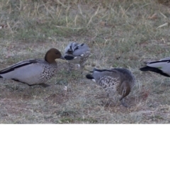 Chenonetta jubata (Australian Wood Duck) at Dickson, ACT - 11 Apr 2018 by jb2602