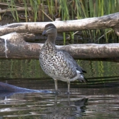 Chenonetta jubata at Dickson, ACT - 11 Apr 2018 06:32 PM