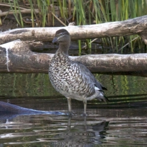 Chenonetta jubata at Dickson, ACT - 11 Apr 2018 06:32 PM