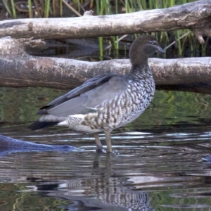 Chenonetta jubata at Dickson, ACT - 11 Apr 2018 06:32 PM