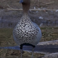 Chenonetta jubata at Dickson, ACT - 11 Apr 2018 06:32 PM