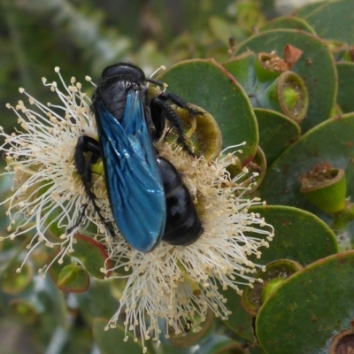 Austroscolia soror (Blue Flower Wasp) at Molonglo Valley, ACT - 13 Apr 2018 by JanetRussell