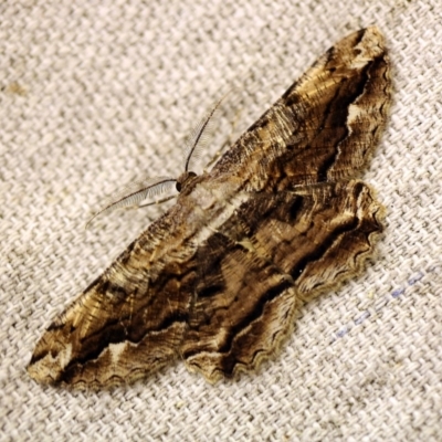 Scioglyptis lyciaria (White-patch Bark Moth) at O'Connor, ACT - 18 Mar 2018 by ibaird