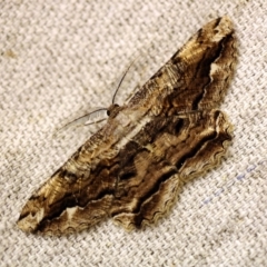 Scioglyptis lyciaria (White-patch Bark Moth) at O'Connor, ACT - 18 Mar 2018 by ibaird