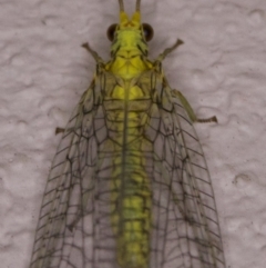 Mallada sp. (genus) at Ainslie, ACT - 12 Apr 2018 11:36 PM