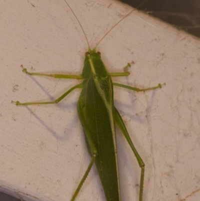 Caedicia simplex (Common Garden Katydid) at Ainslie, ACT - 12 Apr 2018 by jb2602