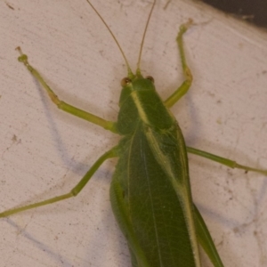 Caedicia simplex at Ainslie, ACT - 12 Apr 2018 11:18 PM