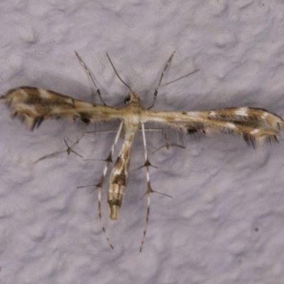 Sphenarches anisodactylus (Geranium Plume Moth) at Ainslie, ACT - 12 Apr 2018 by jbromilow50