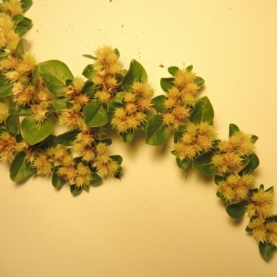 Alternanthera pungens (Khaki Weed) at Banks, ACT - 10 Apr 2018 by MichaelBedingfield