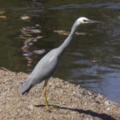 Egretta novaehollandiae (White-faced Heron) at Sullivans Creek, Lyneham South - 12 Apr 2018 by jb2602