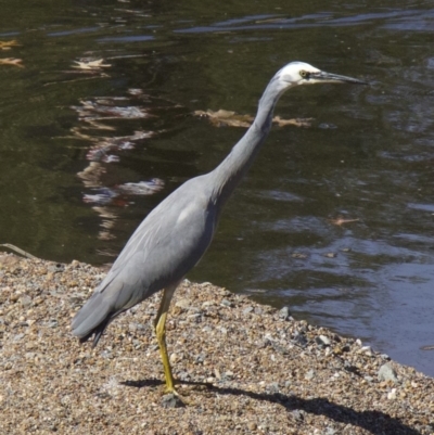 Egretta novaehollandiae (White-faced Heron) at City Renewal Authority Area - 12 Apr 2018 by jbromilow50