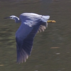 Egretta novaehollandiae at Lyneham, ACT - 12 Apr 2018