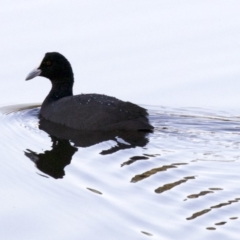 Fulica atra (Eurasian Coot) at Dickson Wetland Corridor - 11 Apr 2018 by jb2602