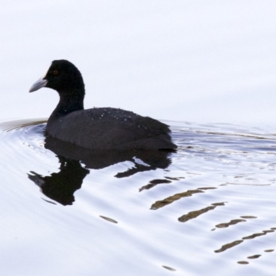 Fulica atra (Eurasian Coot) at Dickson Wetland Corridor - 11 Apr 2018 by jb2602