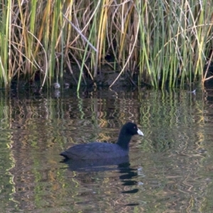 Fulica atra at Dickson, ACT - 11 Apr 2018