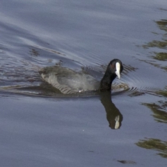 Fulica atra (Eurasian Coot) at Lyneham, ACT - 12 Apr 2018 by jb2602