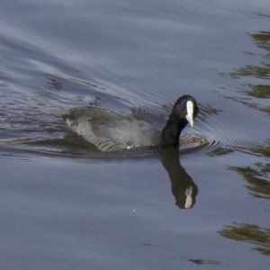 Fulica atra at Lyneham, ACT - 12 Apr 2018