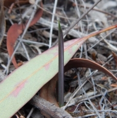 Calochilus platychilus (Purple Beard Orchid) at Mount Painter - 13 Apr 2018 by CathB