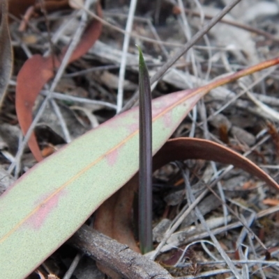 Calochilus platychilus (Purple Beard Orchid) at Cook, ACT - 13 Apr 2018 by CathB