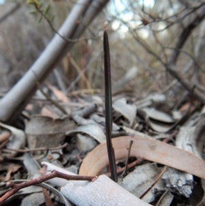 Calochilus platychilus at Cook, ACT - suppressed