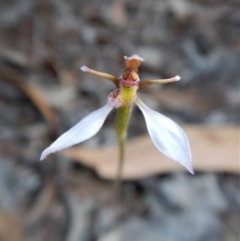 Eriochilus cucullatus (Parson's Bands) at Mount Painter - 13 Apr 2018 by CathB