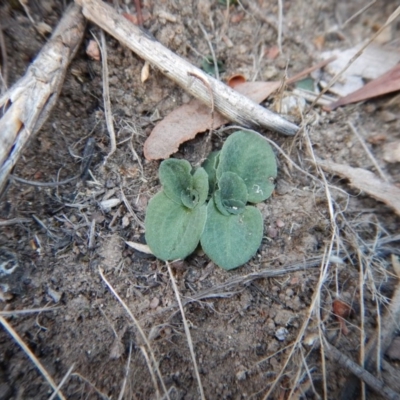 Diplodium sp. (A Greenhood) at Cook, ACT - 13 Apr 2018 by CathB