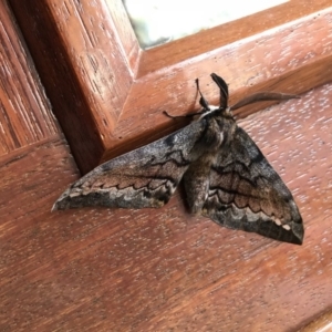 Chelepteryx collesi at Nanima, NSW - 14 Apr 2018