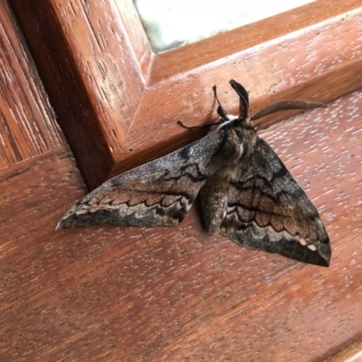 Chelepteryx collesi (White-stemmed Gum Moth) at Nanima, NSW - 14 Apr 2018 by 81mv