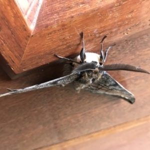 Chelepteryx collesi at Nanima, NSW - 14 Apr 2018