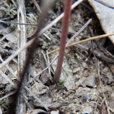 Speculantha rubescens (Blushing Tiny Greenhood) at Mount Painter - 13 Apr 2018 by CathB