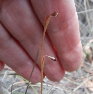 Speculantha rubescens at Cook, ACT - 13 Apr 2018