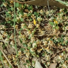 Alternanthera sp. A Flora of NSW (M. Gray 5187) J. Palmer at Isaacs, ACT - 13 Apr 2018 by Mike