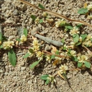 Alternanthera sp. A Flora of NSW (M. Gray 5187) J. Palmer at Isaacs, ACT - 13 Apr 2018 12:27 PM