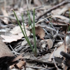 Diuris nigromontana (Black Mountain Leopard Orchid) at Belconnen, ACT - 13 Apr 2018 by CathB