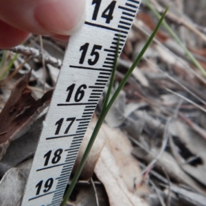 Diuris nigromontana at Belconnen, ACT - suppressed