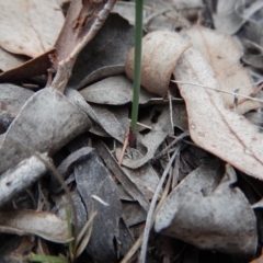 Diuris nigromontana at Belconnen, ACT - suppressed