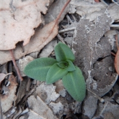 Oligochaetochilus aciculiformis (Needle-point rustyhood) at Aranda Bushland - 13 Apr 2018 by CathB