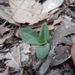 Oligochaetochilus aciculiformis at Belconnen, ACT - suppressed