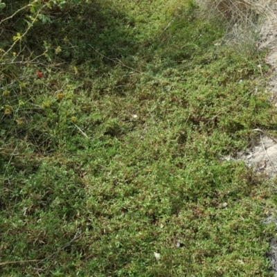 Persicaria prostrata (Creeping Knotweed) at Isaacs Ridge and Nearby - 13 Apr 2018 by Mike