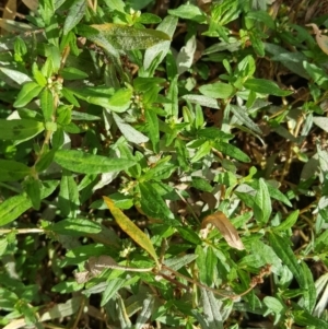 Persicaria prostrata at Isaacs, ACT - 13 Apr 2018