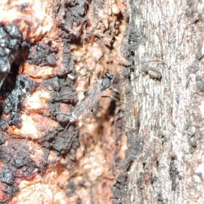 Ichneumonidae (family) (Unidentified ichneumon wasp) at Watson, ACT - 14 Apr 2018 by RobertD