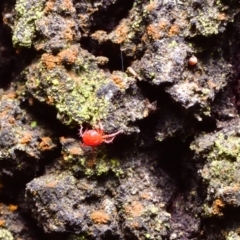 Trombidiidae sp. (family) (Red velvet mite) at Watson, ACT - 14 Apr 2018 by RobertD