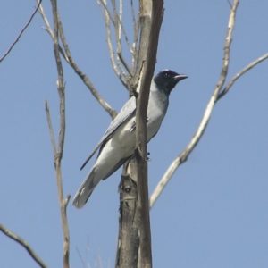 Coracina novaehollandiae at Fyshwick, ACT - 14 Apr 2018 11:12 AM