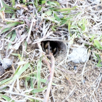 Lycosidae (family) (Unidentified wolf spider) at Red Hill to Yarralumla Creek - 14 Apr 2018 by JackyF