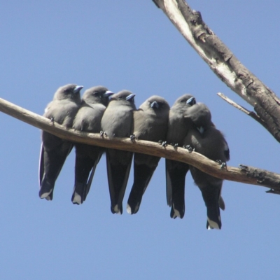 Artamus cyanopterus (Dusky Woodswallow) at Fyshwick, ACT - 14 Apr 2018 by MatthewFrawley