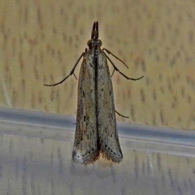 Faveria tritalis (Couchgrass Webworm) at Macarthur, ACT - 14 Apr 2018 by RodDeb