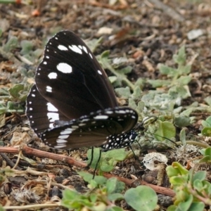 Euploea corinna at Macarthur, ACT - 14 Apr 2018 02:57 PM