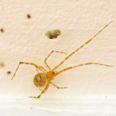 Theridiidae (family) (Comb-footed spider) at Macarthur, ACT - 14 Apr 2018 by RodDeb